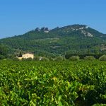 Vaucluse Provence Departement Weinstöcke