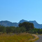 Massif-des-Alpilles-olivenhaine