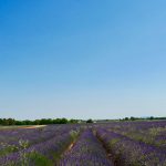 lavendelfelder Provence