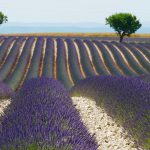 lavendelfelder in der Provence