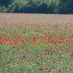 Mohnfelder in der Provence